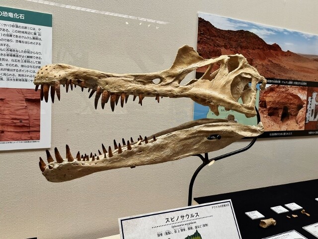 トクシマ恐竜展 その3 頭だけのヤツ : フクロムシ怪獣なんでも研究所