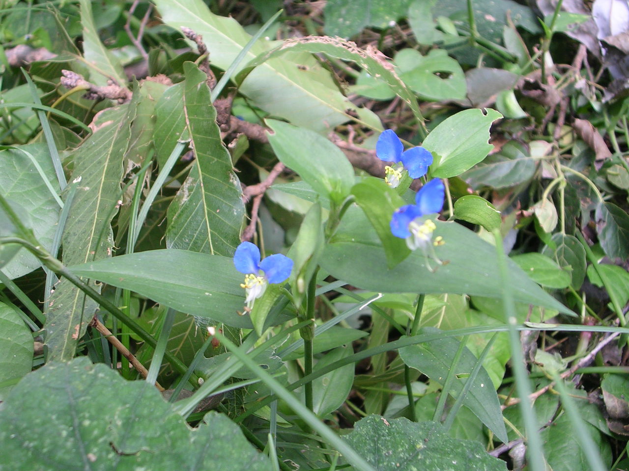 ツユクサ おりがみ散歩