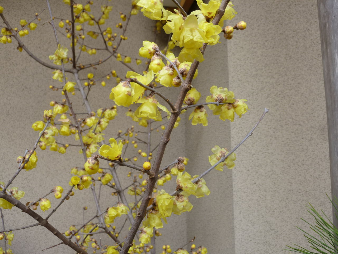 新花鶴 おりがみ散歩 新花鶴 おりがみ散歩