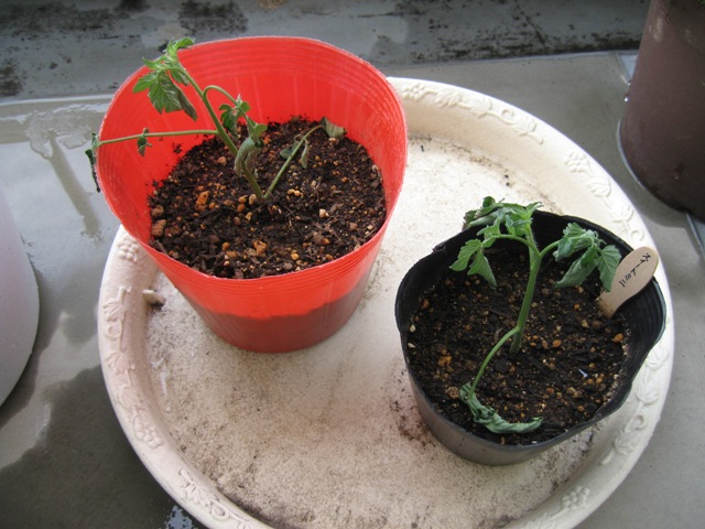 ミニトマト 脇芽の挿し木 Haruna S Diary