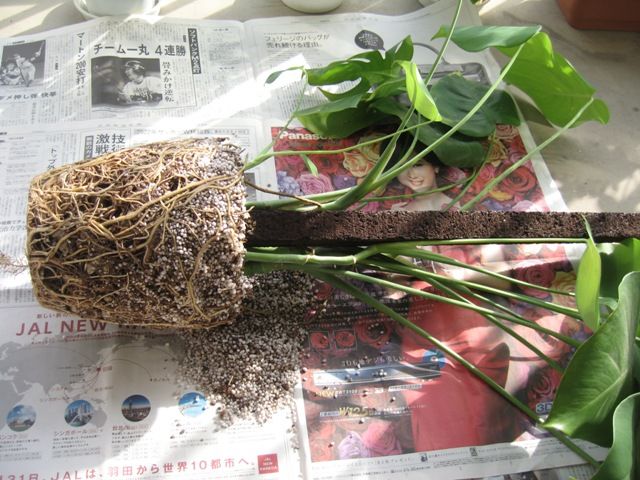ヘゴ支柱のモンステラ 小さな鉢に植え替え Haruna S Diary ヘゴ支柱のモンステラ 小さな鉢に植え替え Haruna S Diary