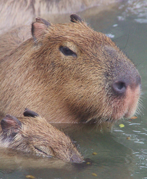 元祖カピバラの露天風呂30周年 伊豆シャボテン公園カピバラ赤ちゃん初のお風呂 動物のニュース