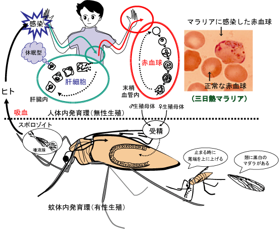 蚊を媒介して感染する怖 い病気 Humming Plus マスターのつぶやき