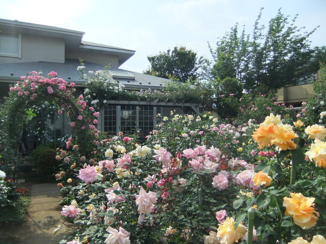 5 12 マダム高木邸へ ハミングツアーの花旅ブログ 5 12 マダム高木邸へ ハミングツアーの花旅ブログ