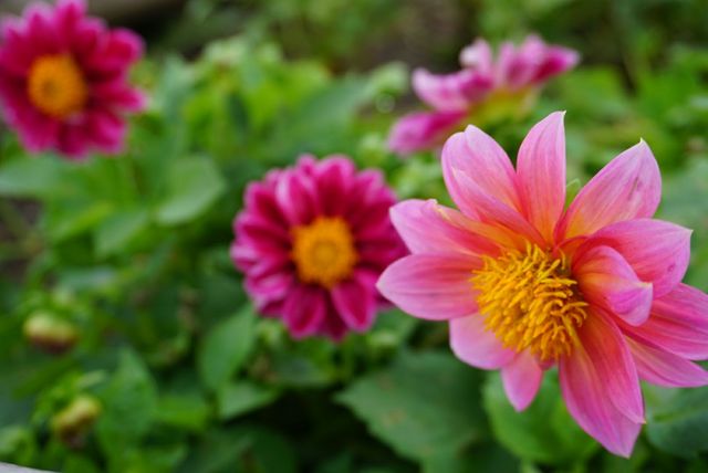 9 12 天空のダリアまつりへ ハミングツアーの花旅ブログ