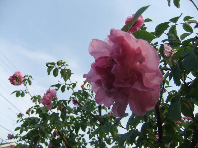 5 12 マダム高木邸へ ハミングツアーの花旅ブログ 5 12 マダム高木邸へ ハミングツアーの花旅ブログ