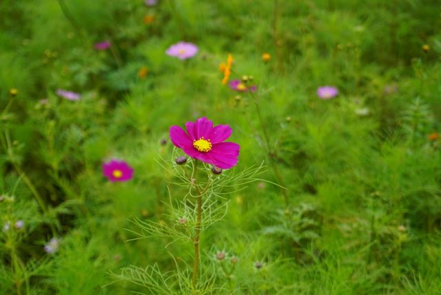 9 12 天空のダリアまつりへ ハミングツアーの花旅ブログ