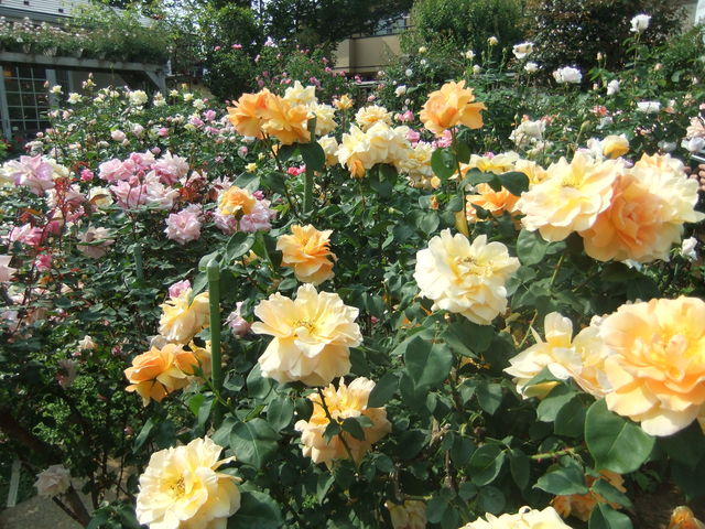 5 12 マダム高木邸へ ハミングツアーの花旅ブログ