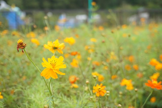 9 12 天空のダリアまつりへ ハミングツアーの花旅ブログ
