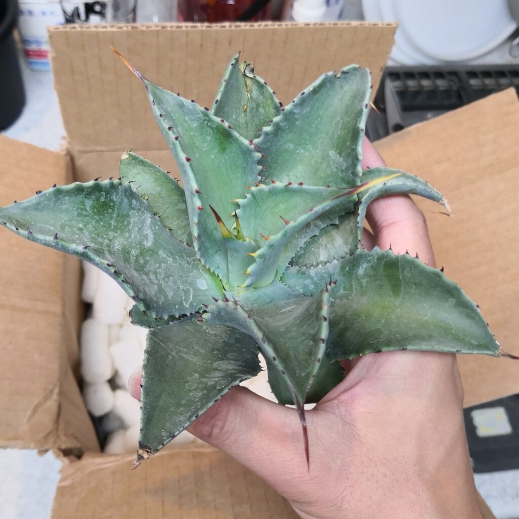 アガベ シャウィ×パラサナ ジェレミー株 連棘 美株　hidden agave アガベ シャウィ×パラサナ ジェレミー株 連棘 美株hidden agave