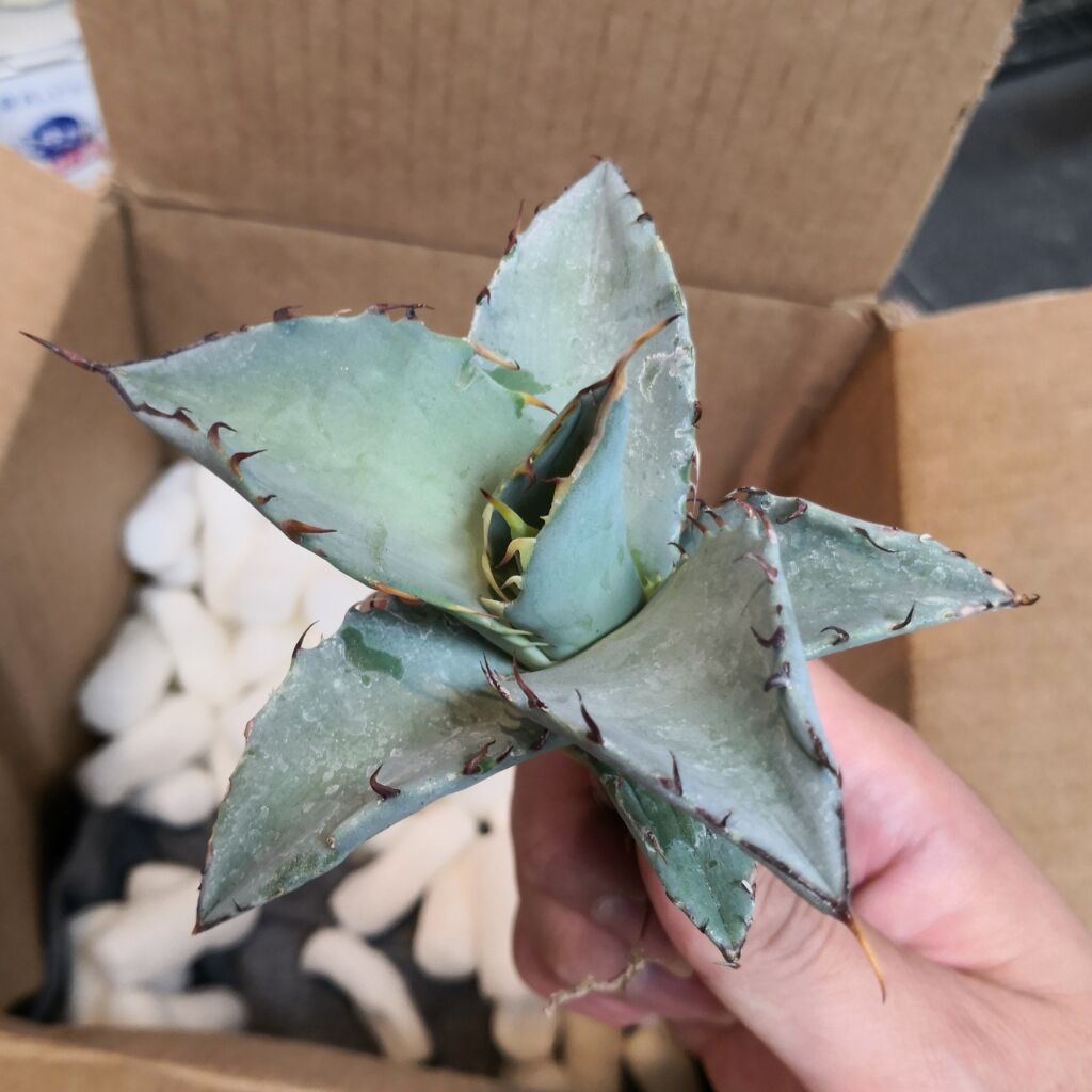 HIDDEN AGAVE ジェレミー Titanota Creep タグ付き HIDDEN AGAVE