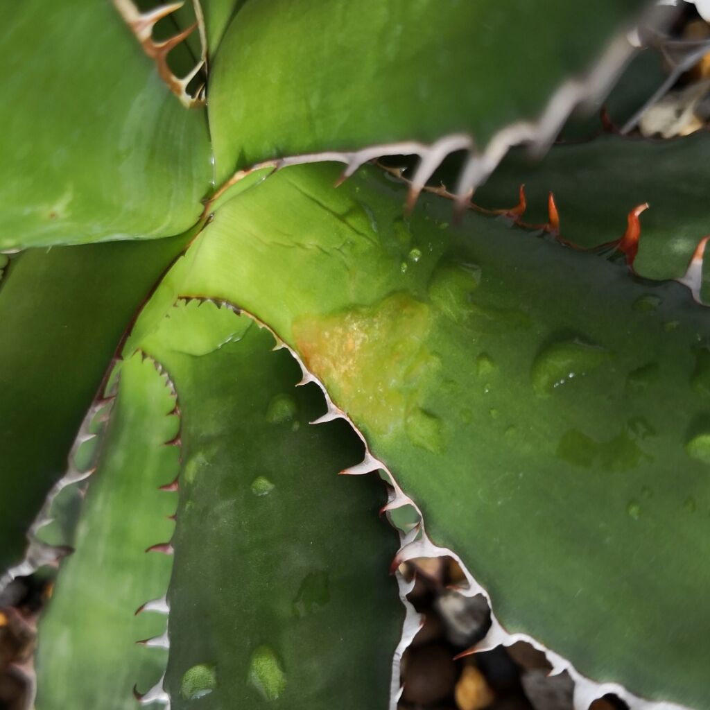 アガベとダニ 船橋アガベブログ トゲと丸