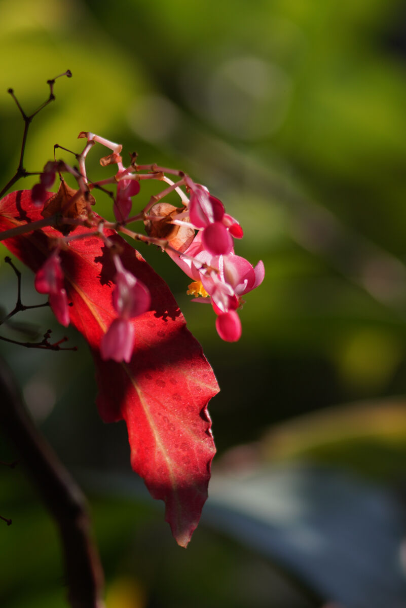 作例付き　FUJI FUJINON T 200mm F4.5 管mpr 作例付き FUJI FUJINON T 200mm F4.5 管mpr