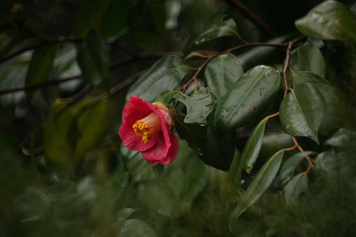 レンズレビュー】 MINOLTA AF REFLEX 500mm/F8 : 竜門寺ユカラさんの