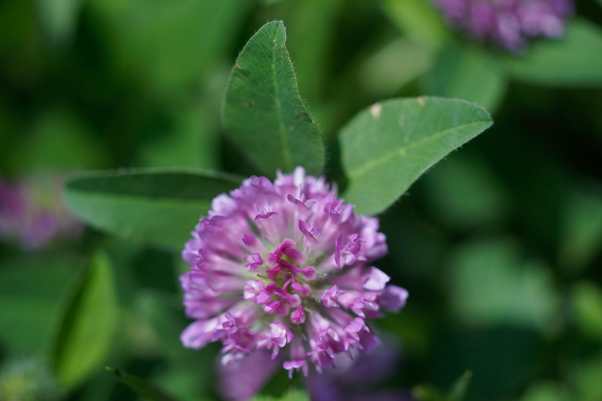 レンズレビュー】MINOLTA MD MACRO 100mm/F4 : 竜門寺ユカラさんの