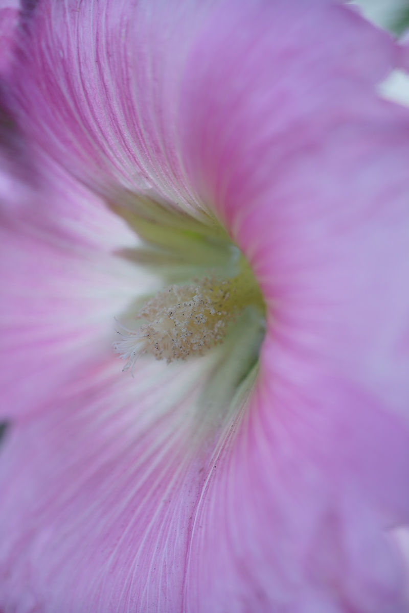 レンズレビュー】MINOLTA MD MACRO 100mm/F4 : 竜門寺ユカラさんの