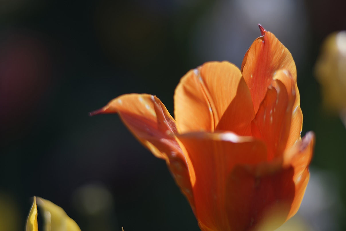 レンズレビュー】Carl Zeiss JENA SONNAR 200mm/F2.8 & TESSAR 50mm/F2 