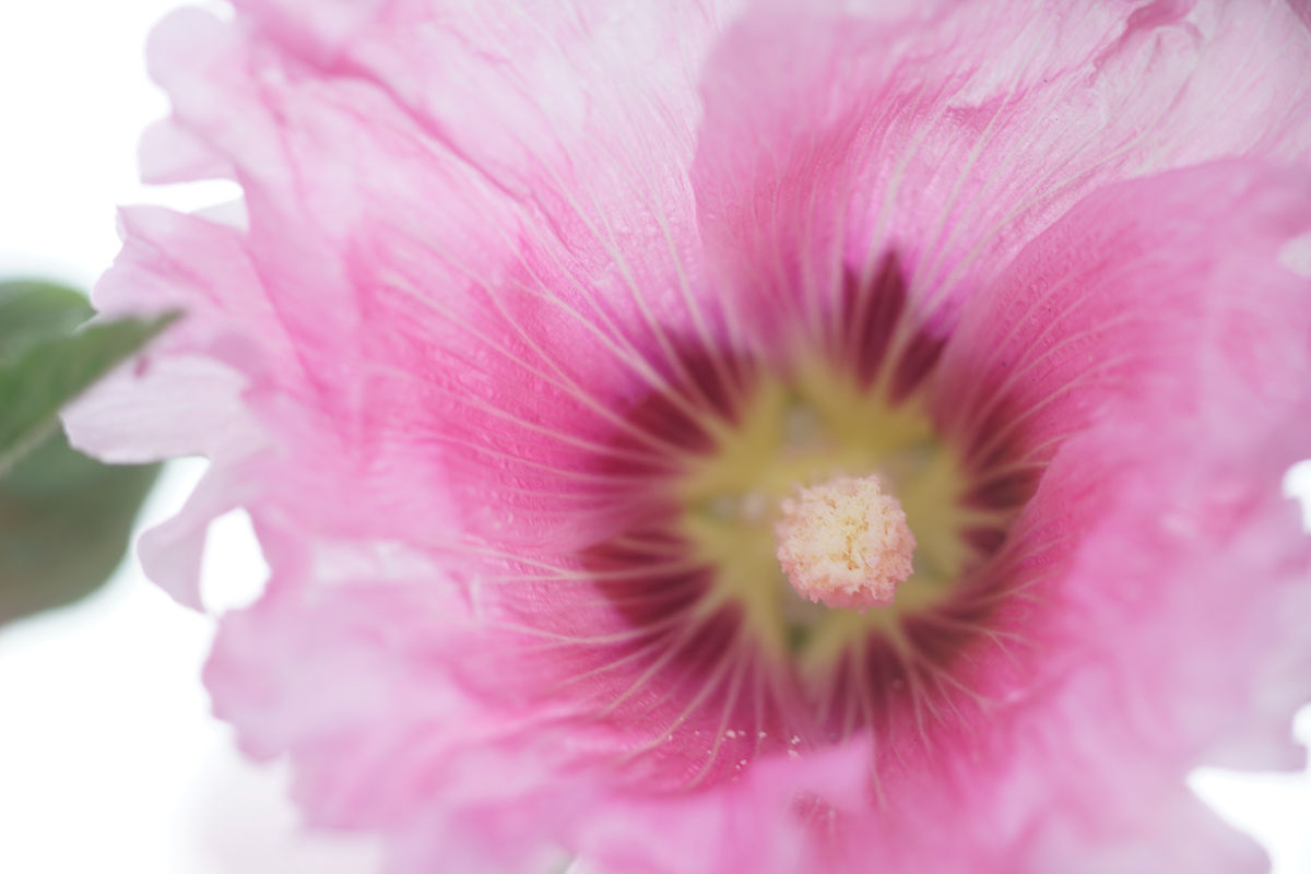 レンズレビュー】MINOLTA MD MACRO 100mm/F4 : 竜門寺ユカラさんの