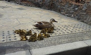 ディズニーシーで可愛い光景 ディズニーの楽しい情報ブログ ディズニーシーで可愛い光景 ディズニーの楽しい情報ブログ