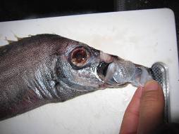 リュウグウノツカイの仲間 グルメハンターさんちゃんの珍生物試食記録