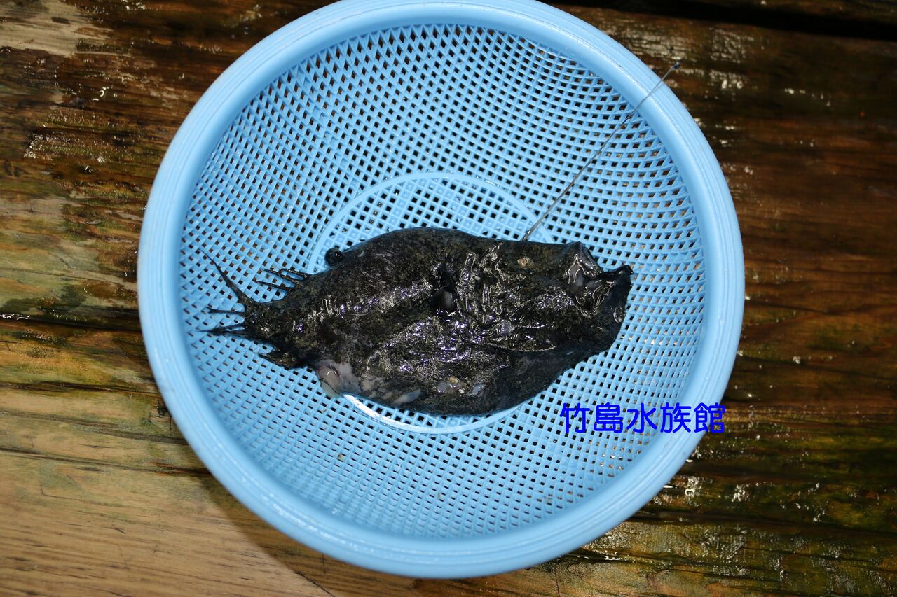 チョウチンアンコウの仲間を食べる グルメハンターさんちゃんの珍生物試食記録 チョウチンアンコウの仲間を食べる グルメハンターさんちゃんの珍生物試食記録