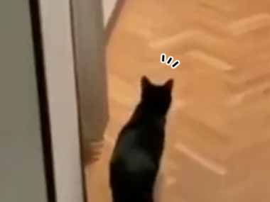 【ネコ】 お姉さんが背中を向けてドアの前に立った。そこに猫がやってくる → こうなります…