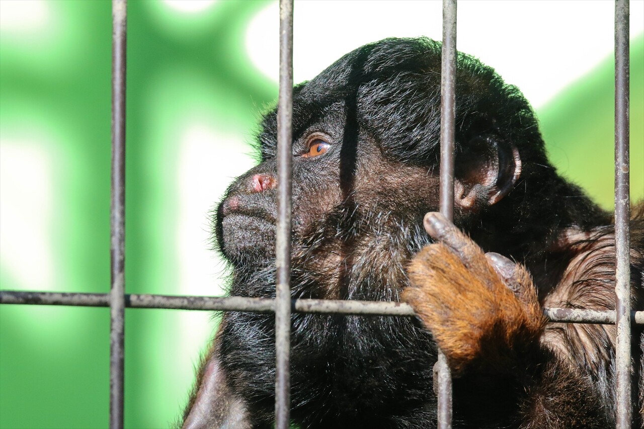 東山動物園 ヒゲサキなど 私は風 Mark 東山動物園 ヒゲサキなど 私は風 Mark