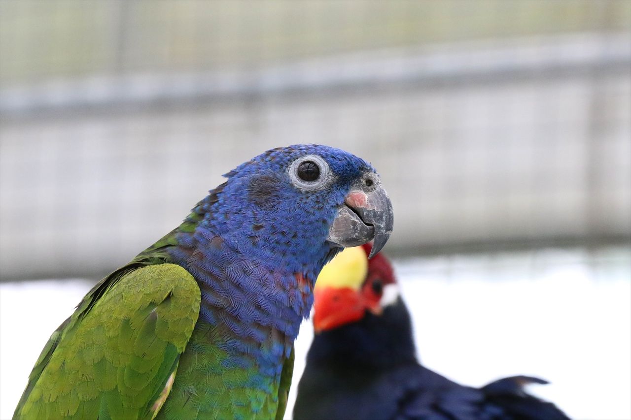 エボシドリとインコ 私は風 Mark エボシドリとインコ 私は風 Mark