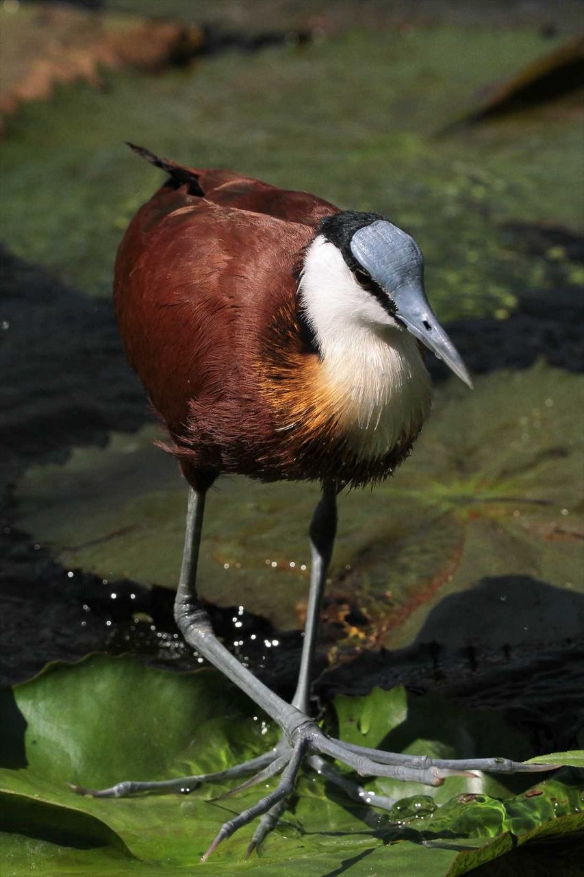 掛川花鳥園 アフリカレンカク 私は風 Mark 掛川花鳥園 アフリカレンカク 私は風 Mark