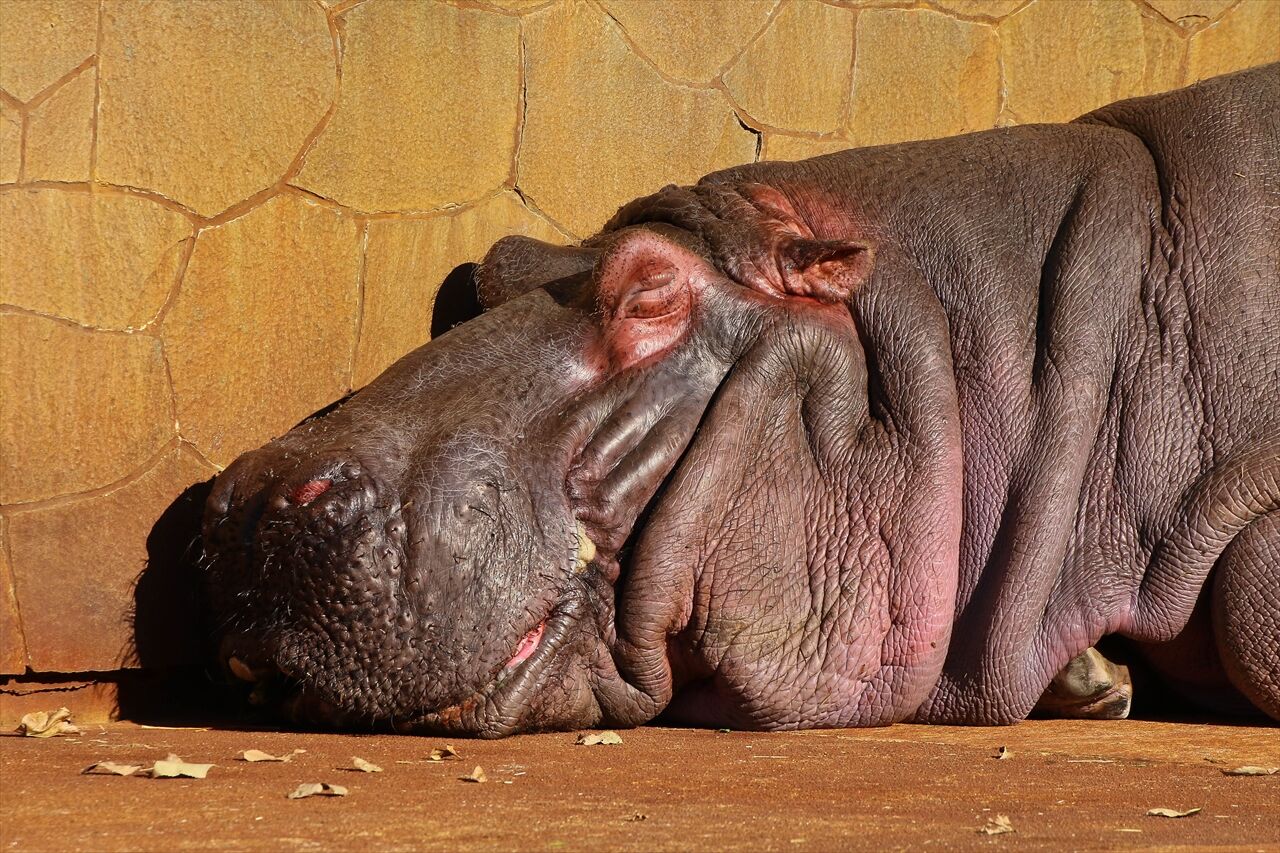 東山動物園 カバ コビトカバ 私は風 Mark 東山動物園 カバ コビトカバ 私は風 Mark