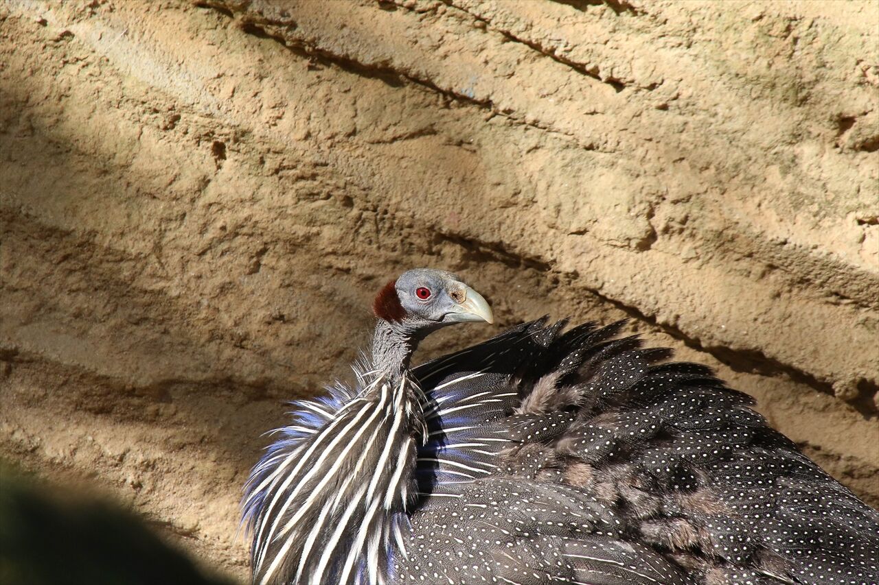 私は風 MarkⅢ
	  東山動物園（フサホロホロチョウ）
	コメント                ぱじ