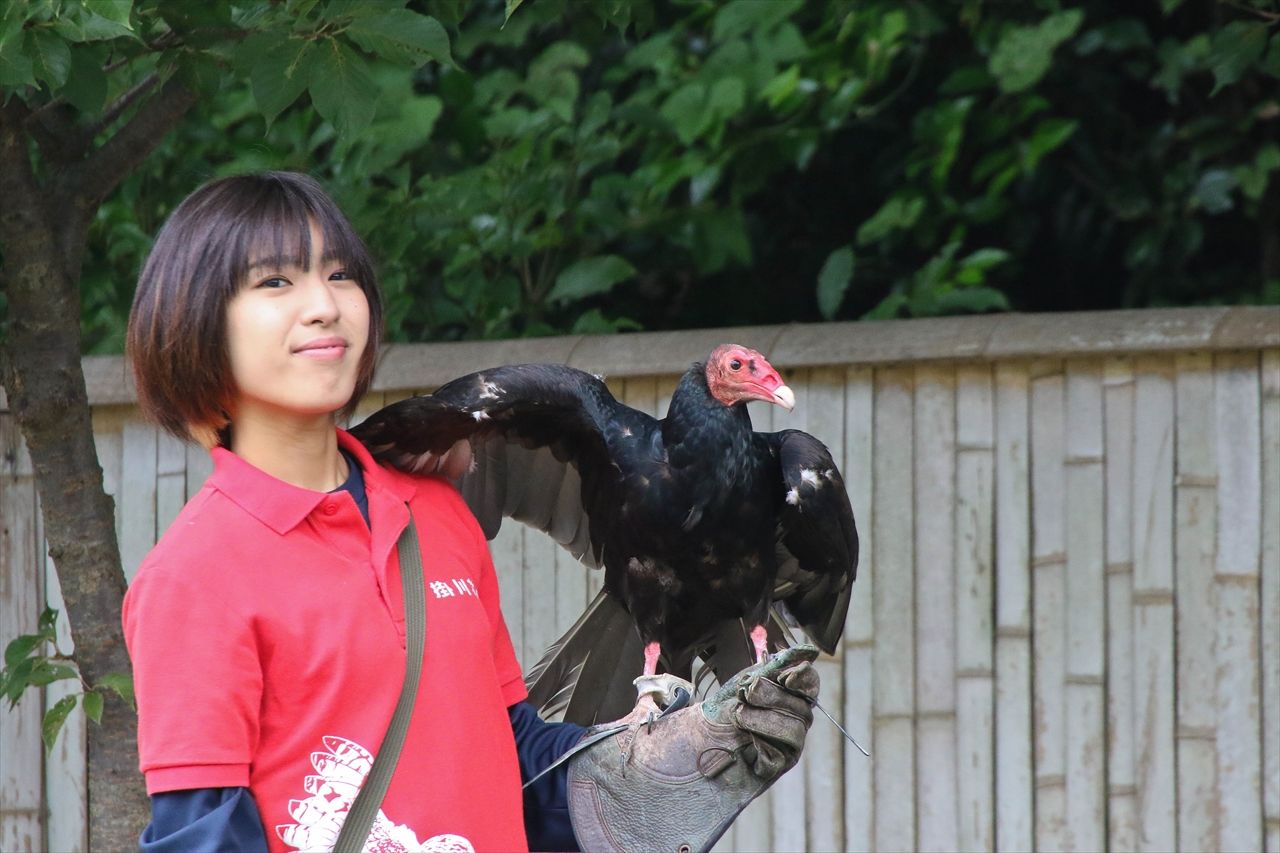 バードショー ヒメコンドル ハリスホーク 掛川花鳥園 私は風 Mark バードショー ヒメコンドル ハリスホーク 掛川花鳥園 私は風 Mark