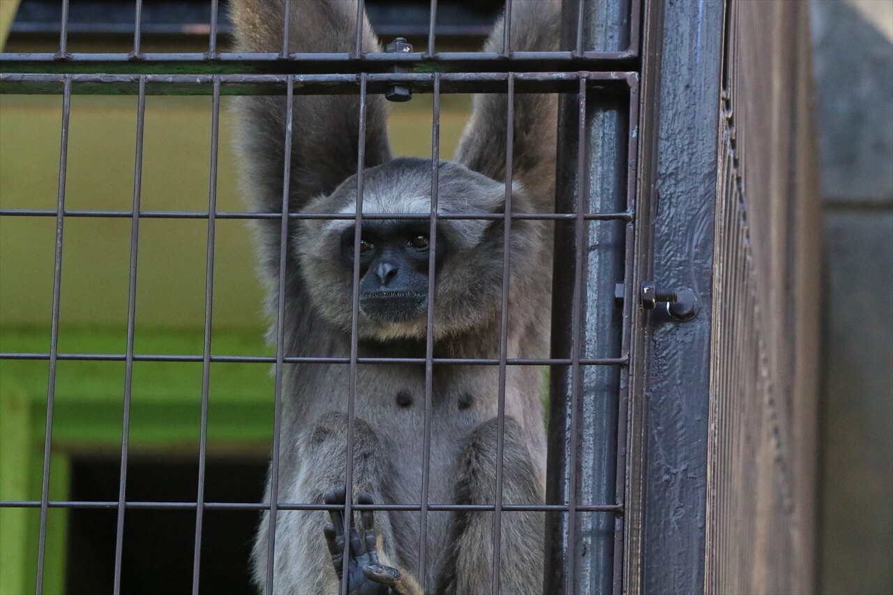 東山動物園 ヒゲサキなど 私は風 Mark 東山動物園 ヒゲサキなど 私は風 Mark