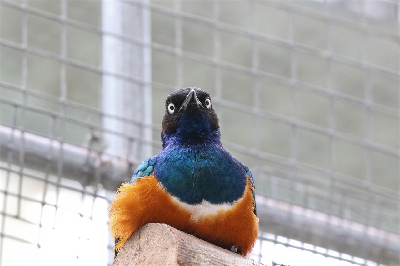 エボシドリとヘラサギの広場 私は風 Mark