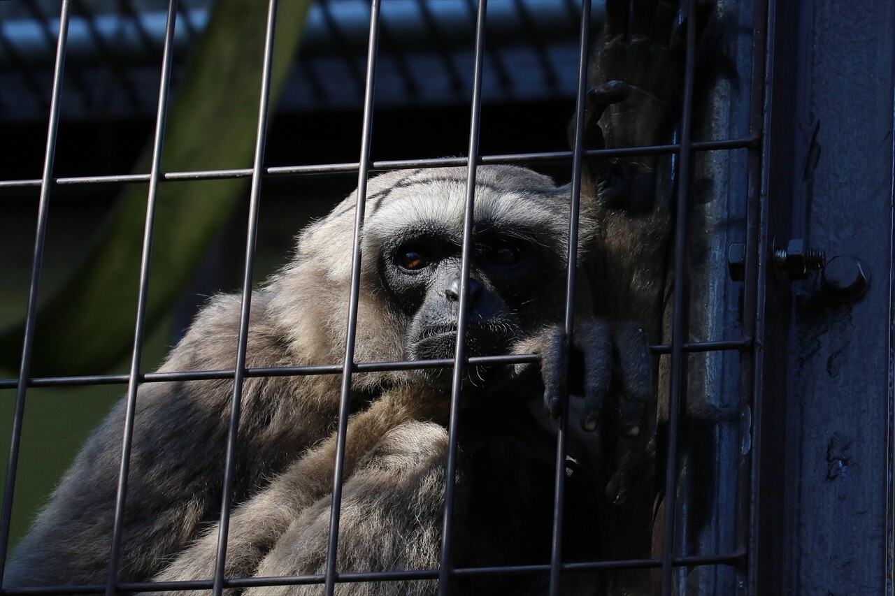 東山動物園 ヒゲサキなど 私は風 Mark 東山動物園 ヒゲサキなど 私は風 Mark