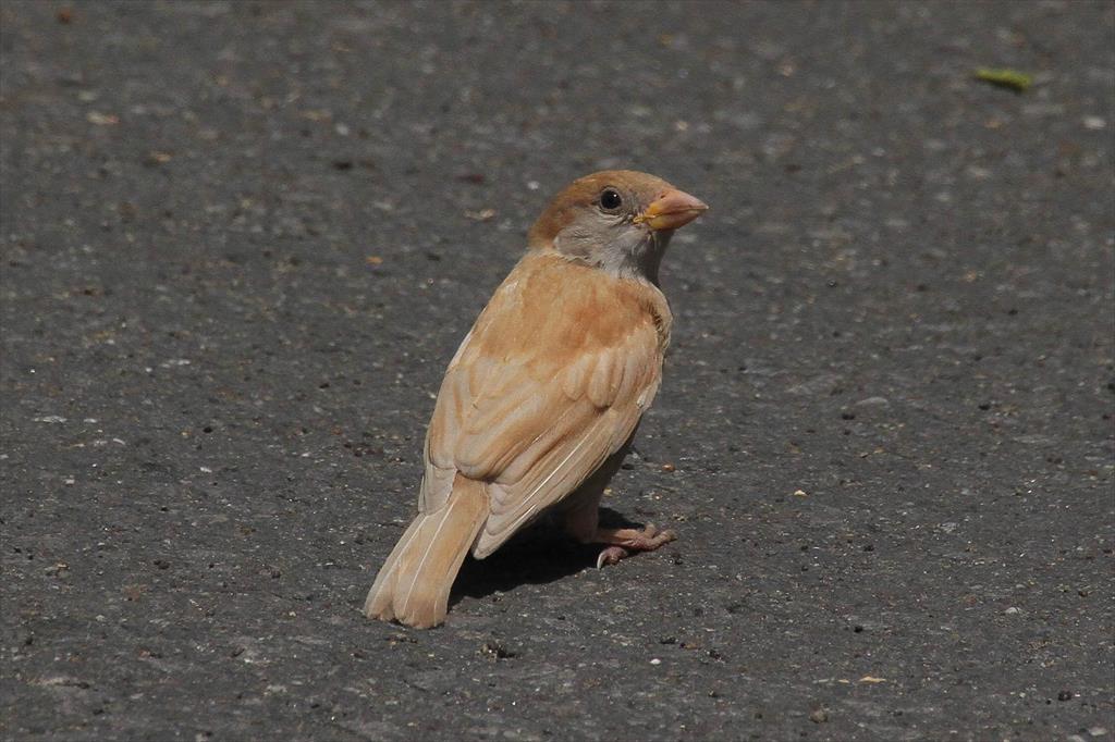 スズメ 白変種 私は風 Mark