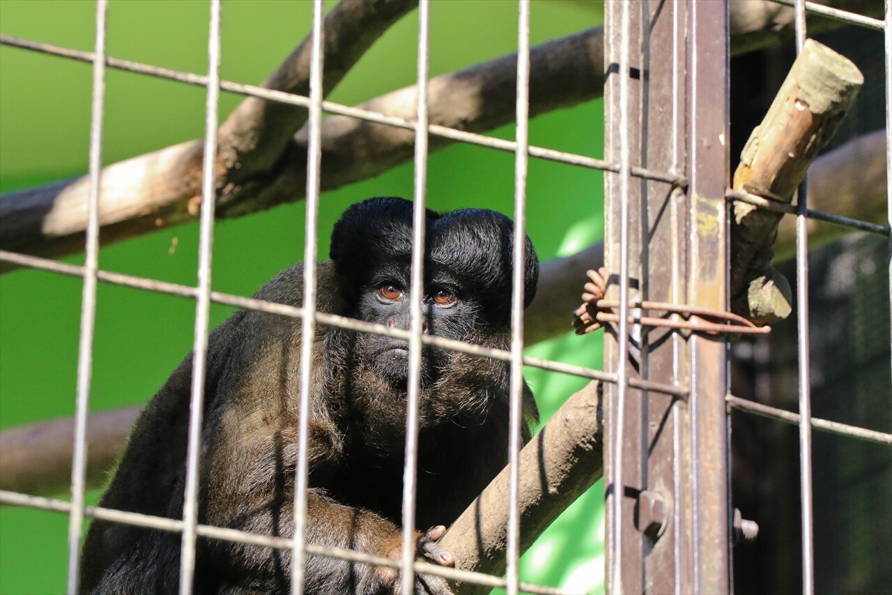 東山動物園 ヒゲサキなど 私は風 Mark 東山動物園 ヒゲサキなど 私は風 Mark