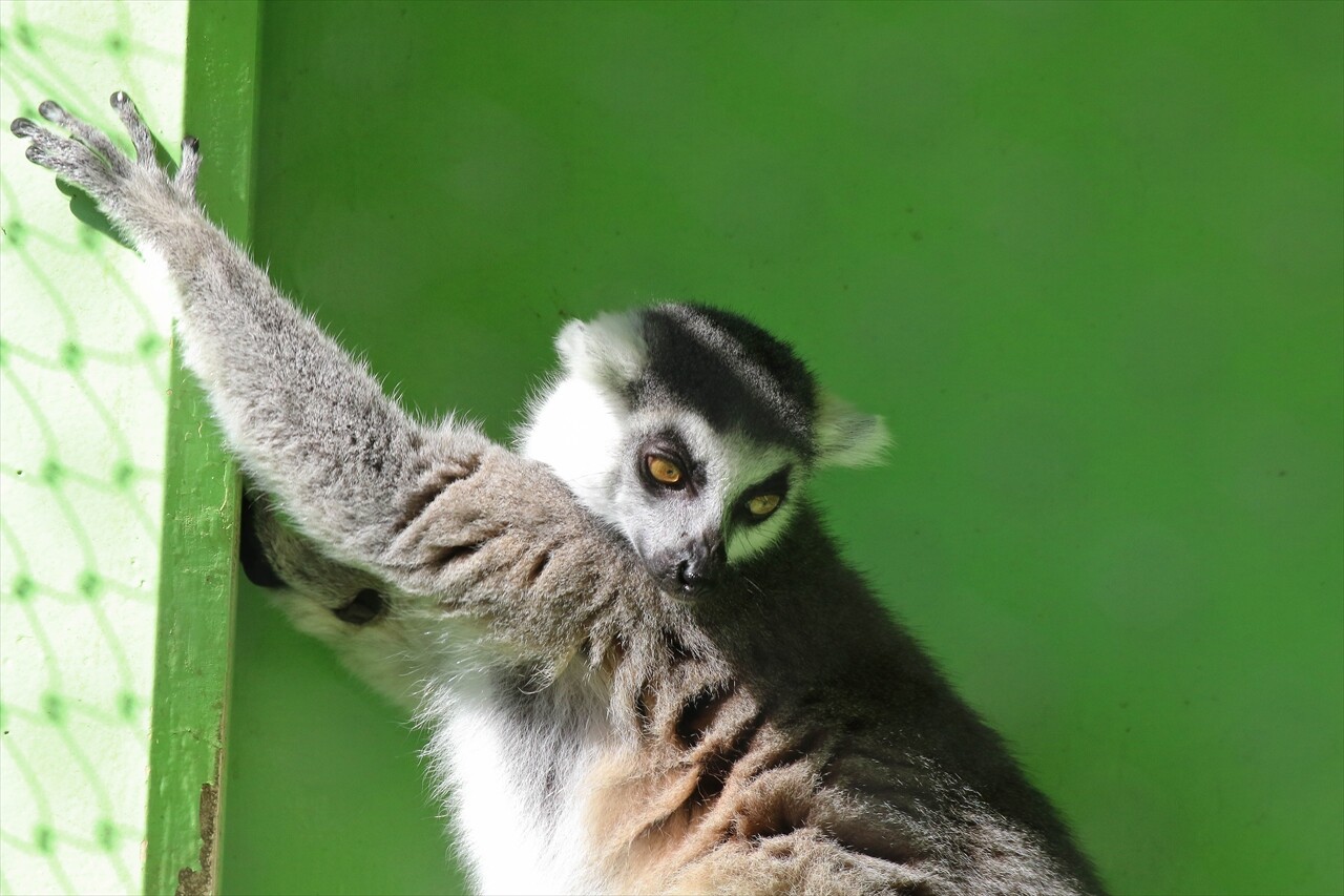 東山動物園 ヒゲサキなど 私は風 Mark 東山動物園 ヒゲサキなど 私は風 Mark