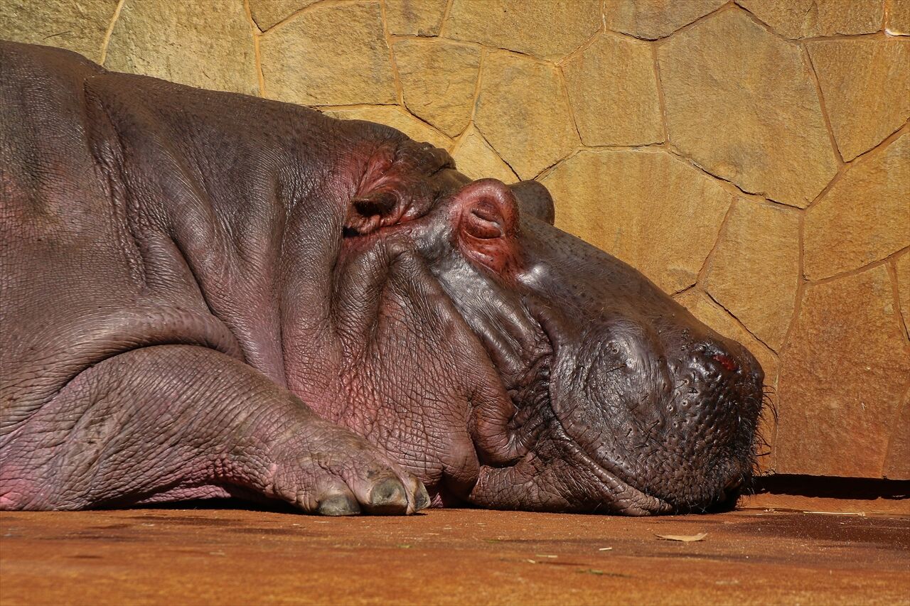 東山動物園 カバ コビトカバ 私は風 Mark 東山動物園 カバ コビトカバ 私は風 Mark