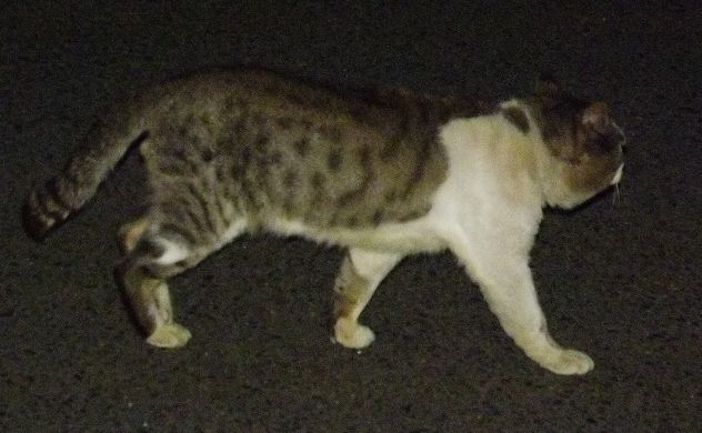 くそう 河野 脳梗塞 くそうこうののうこうそく たわごと 人間万事最後はイカ ルーデンス くコ 彡