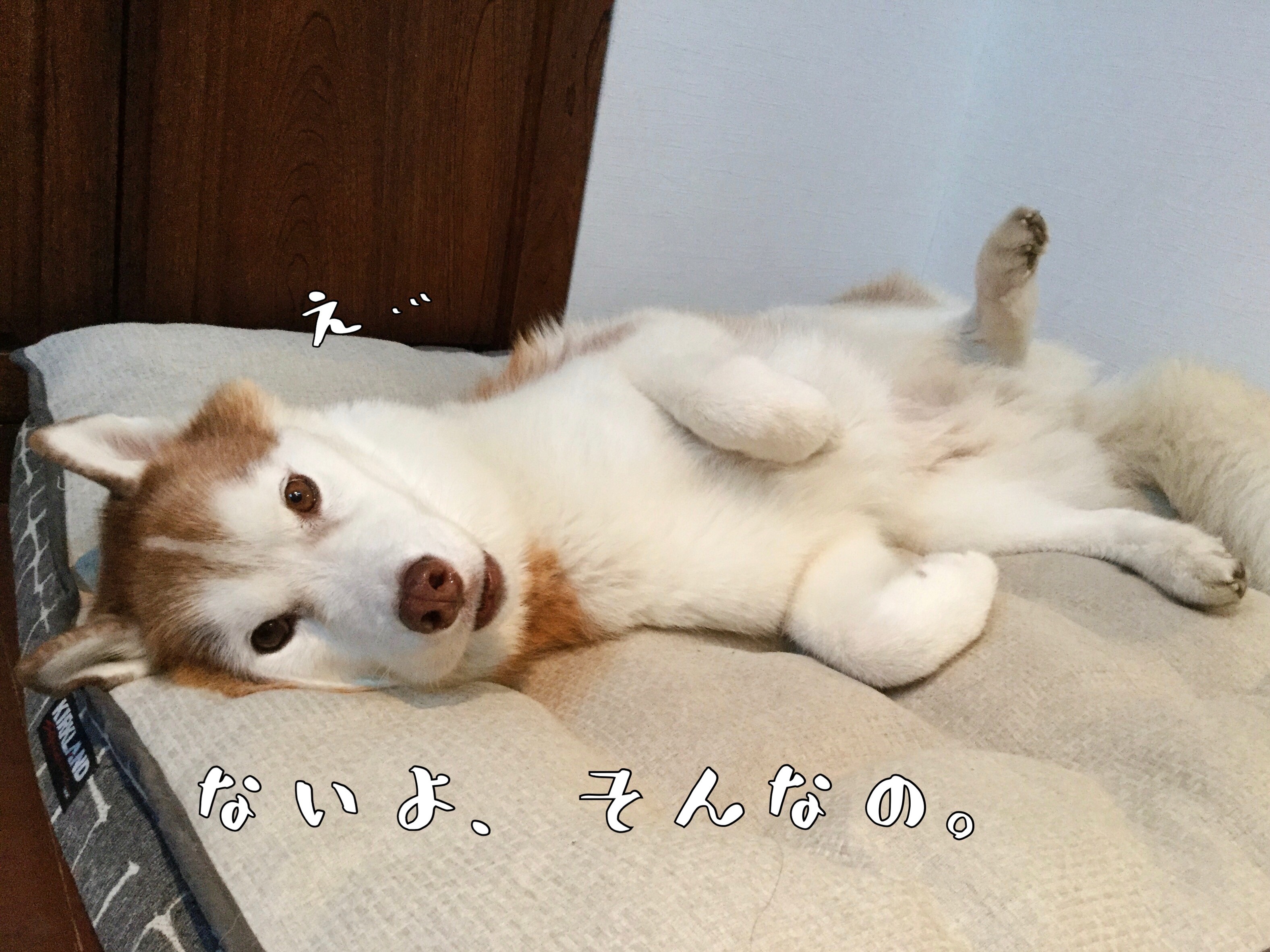 検索 犬 腹巻 タロンタロン物語 検索 犬 腹巻 タロンタロン物語