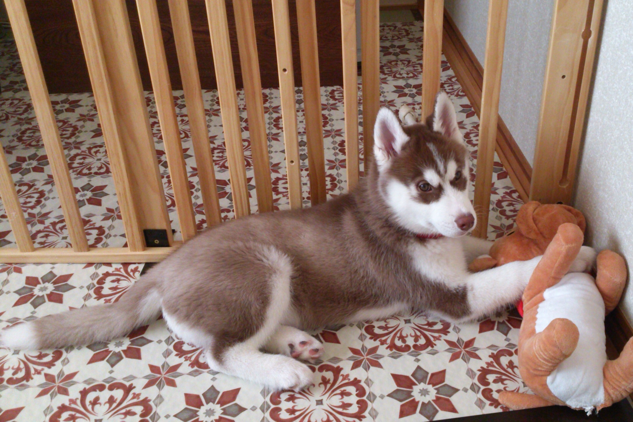 ハスキーフェイス七変化 タロンタロン物語