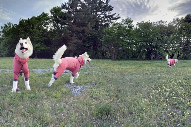 20240520_170219-PANO_Original