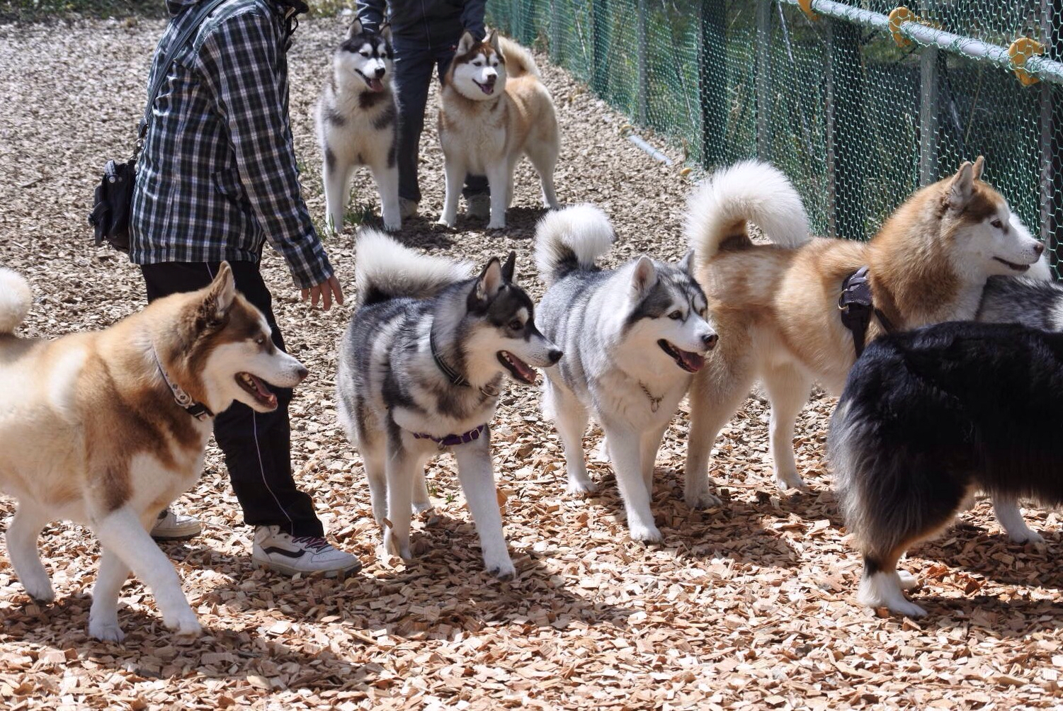 もふもふ団子 タロンタロン物語