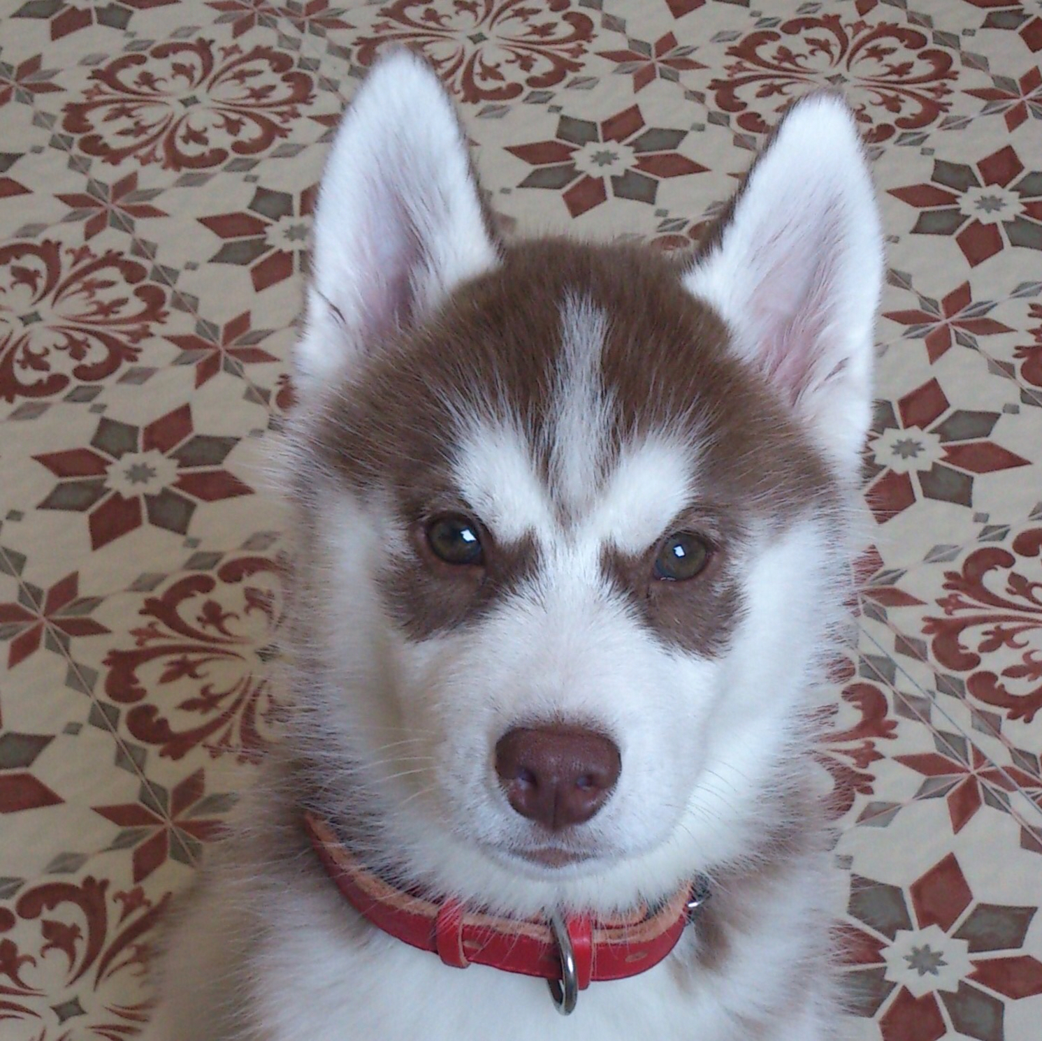 ハスキーフェイス七変化 タロンタロン物語