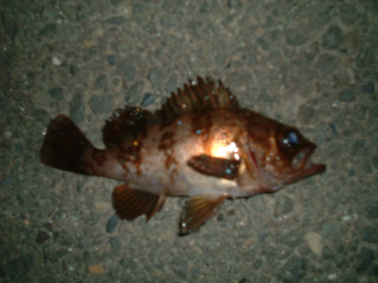 イメージ 1