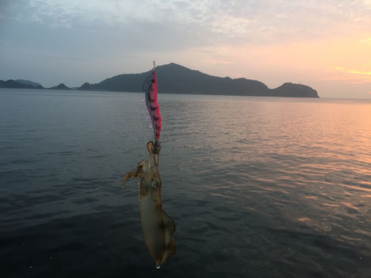 大分陸っぱりケンサキイカ 今が これからが 最盛期 りゅうのじ の Life Is A Carnival