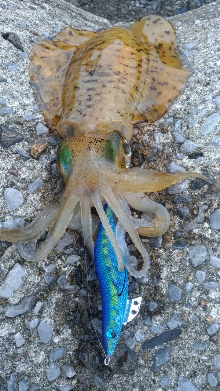 スーパーシャロー ブルーポーションでデイエギング りゅうのじ の Life Is A Carnival