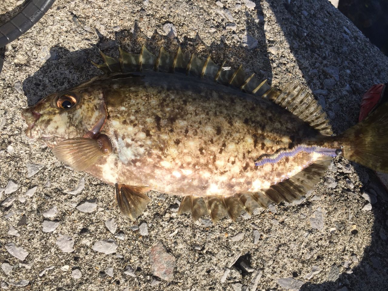 尺メバルと思いきや りゅうのじ の Life Is A Carnival 尺メバルと思いきや りゅうのじ の Life Is A Carnival