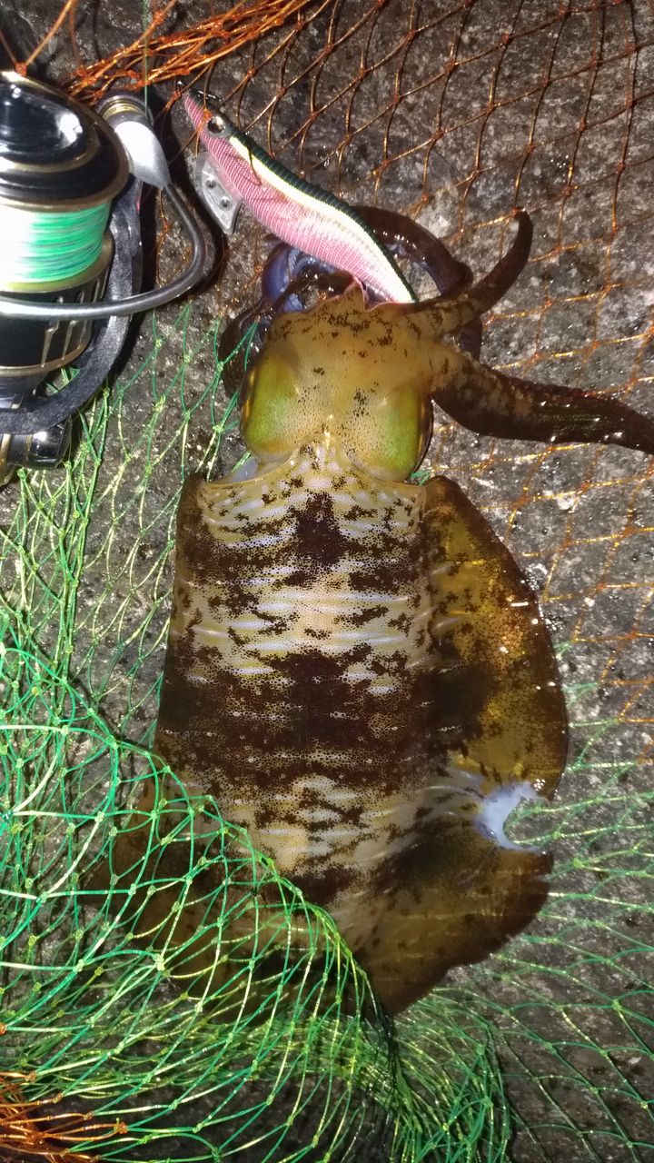 リアルデシテックスと中 層 の釣りと りゅうのじ の Life Is A Carnival